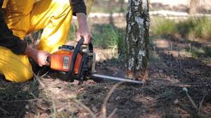 Best Tree and Shrub Care  in Arapahoe, WY