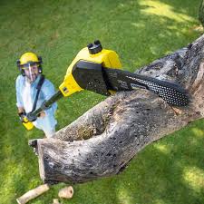 Best Emergency Tree Removal  in Arapahoe, WY