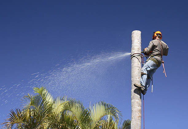 Best Lawn Watering Services  in Arapahoe, WY