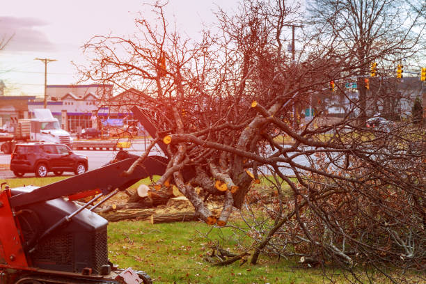 Best Tree Trimming and Pruning  in Arapahoe, WY
