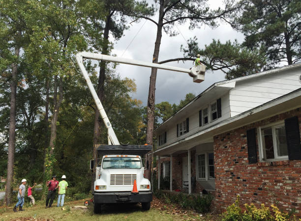 Reliable Arapahoe, WY Tree Care Solutions